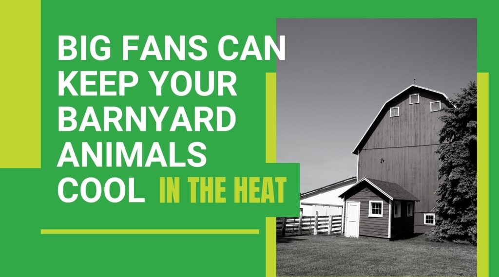 Big Fans Can Keep Your Barnyard Animals Cool In The Heat